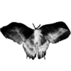 🦋