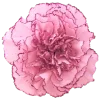 🌺