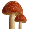 🍄