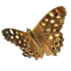 🦋