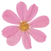🌸