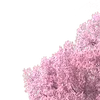 🌸