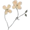 🌼