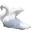 🦢