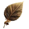 🍂