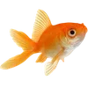 🐟