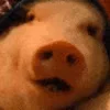 🐖