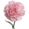 🌸