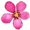 🌷