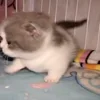😿