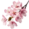 🌸