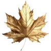 🍁