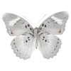 🦋