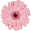 🌸