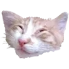 🤪