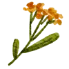 🌼