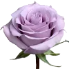 🌹