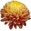 🌺