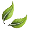 🍃