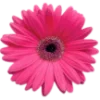 🌸