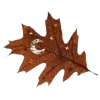 🍂