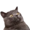 🐈