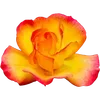 🌺
