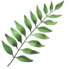🌿