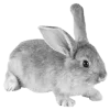 🐇