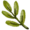 🌿