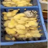 🐥