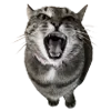 🐈‍⬛