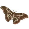 🦋