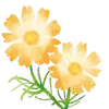 🌼