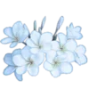 🌸