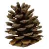 🌲