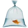 🐟