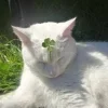 🐈