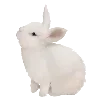 🐇