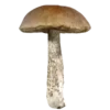 🍄