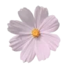 🌺