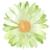 🌼