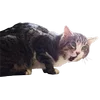 😼