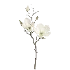 🌷