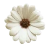 🌼