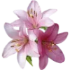 🌸