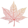 🍁