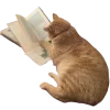 🐈
