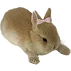 🐇