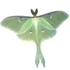 🦋